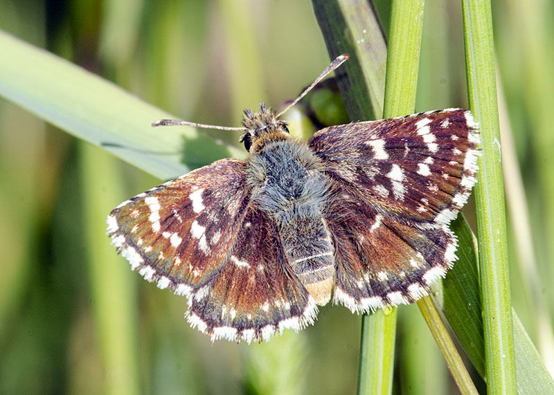 Spialia sertorius - Hesperiidae